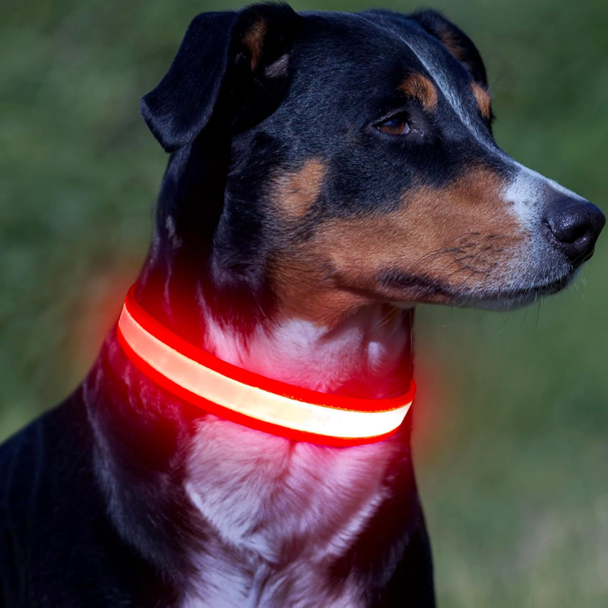 LED Dog Collar, Light up Dog Collar Adjustable USB Rechargeable Super Bright Safety Light Glowing Collars for Dogs(Small,Red)